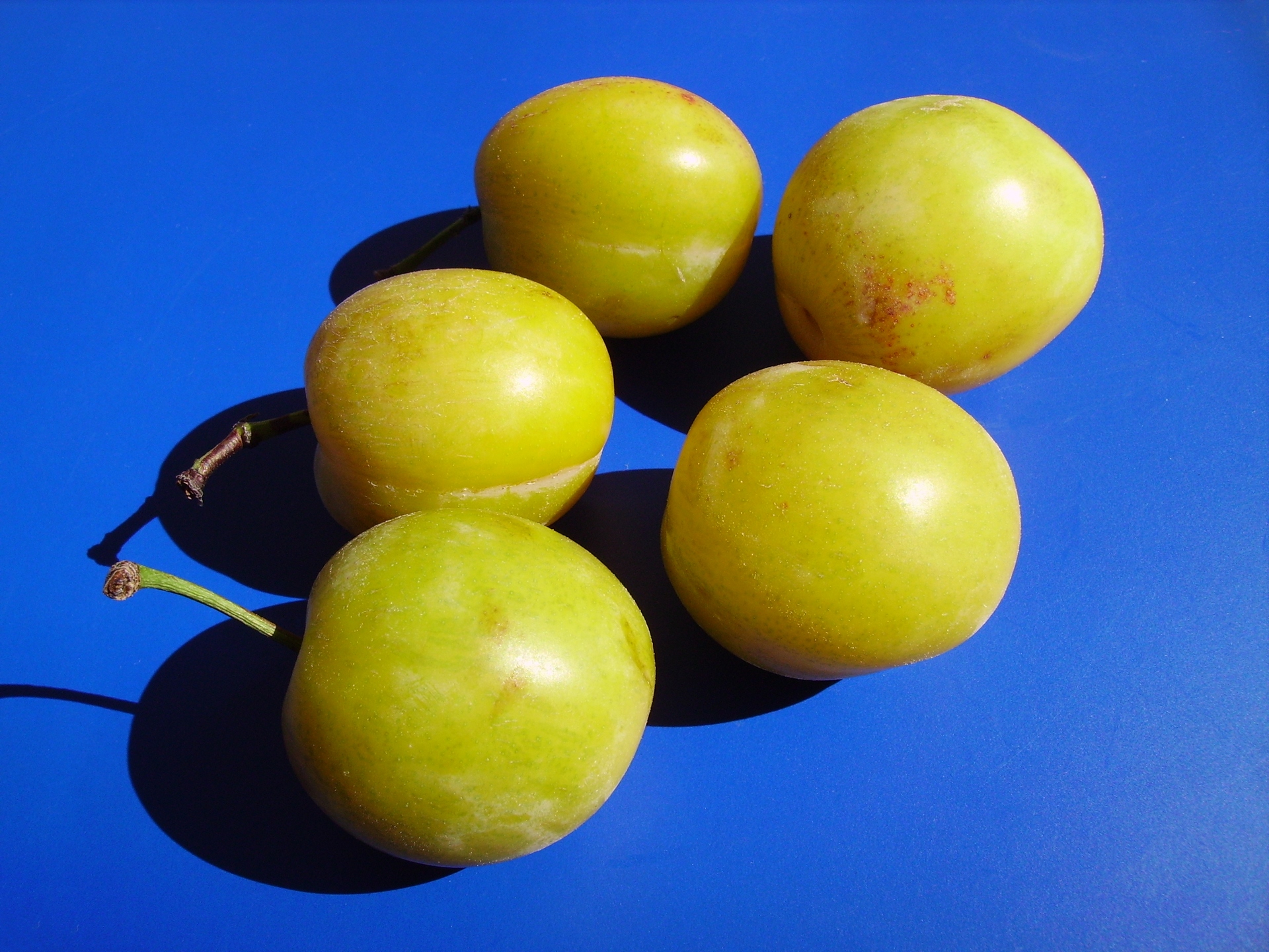 آلو قطره طلا - معرفی درختان میوه